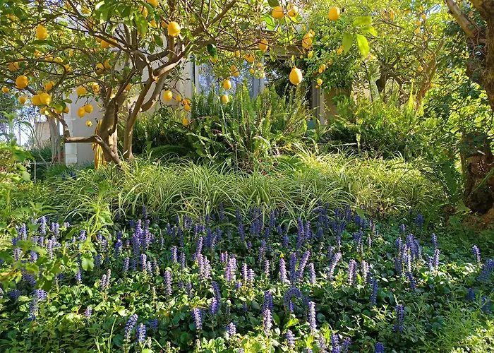Olive Lemon Biophilic House & Lush Forest Garden